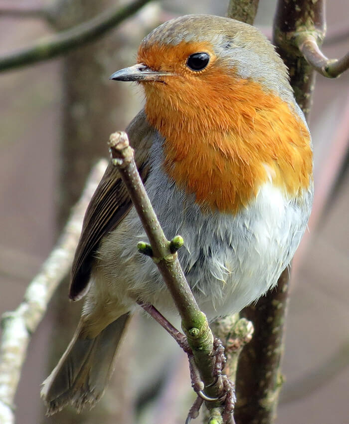hungry robin